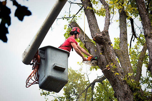 How Our Tree Care Process Works  in Spindale, NC